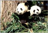 Giant Panda(s)  [15/15] - Giant Pandas014.jpg (1/1)