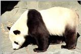 More Giant Panda(s)  [09/11] - Giant Pandas022.jpg (1/1)