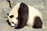 More Giant Panda(s)  [10/11] - Giant Pandas027.jpg (1/1)