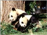 More Giant Panda(s)  [01/11] - Giant Pandas - after lunch nap.jpg (1/1)