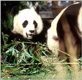 More Giant Panda(s)  [02/11] - Giant Pandas - greeting.jpg (1/1)
