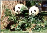 More Giant Panda(s)  [03/11] - Giant Pandas eating lunch015.jpg (1/1)