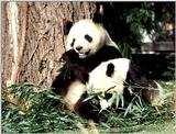 More Giant Panda(s)  [05/11] - Giant Pandas eating lunch017.jpg (1/1)