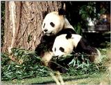 More Giant Panda(s)  [06/11] - Giant Pandas eating lunch018.jpg (1/1)