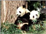 More Giant Panda(s)  [07/11] - Giant Pandas eating lunch019.jpg (1/1)