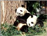 More Giant Panda(s)  [08/11] - Giant Pandas eating lunch020.jpg (1/1)