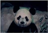 Panda Face