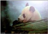 Panda Profile