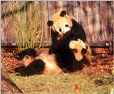 (Giant Pandas] [2/9] - giant panda002.jpg (1/2)