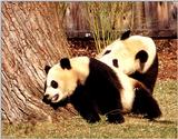 (Giant Pandas] [5/9] - giant panda005.jpg (1/2)