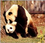 (Giant Pandas] [6/9] - giant panda006.jpg (1/1)