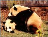 (Giant Pandas] [8/9] - giant panda008.jpg (1/1)