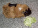 Meerschweinchen - Guinea Pigs 22/28