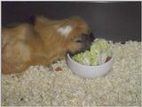 Meerschweinchen - Guinea Pigs 23/28