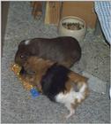 Meerschweinchen - Guinea Pigs 09/28