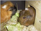 Meerschweinchen - Guinea Pigs 10/28