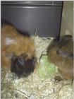 Meerschweinchen - Guinea Pigs 11/28