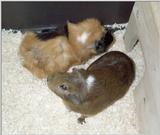 Meerschweinchen - Guinea Pigs 16/28