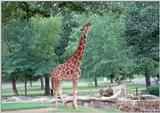 Giraffe