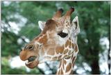 Re: Baby Giraffe -- giraffe (Giraffa camelopardalis)