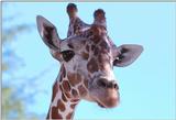 Re: Giraffes?