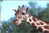 Re: Giraffes?