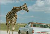 A Giraffe