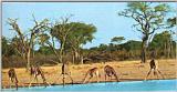 Giraffe's Thrinking