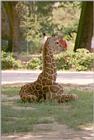 Giraffe kid in Frankfurt Zoo - giraffe (Giraffa camelopardalis)