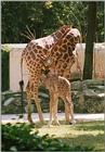 No color probs with this - giraffe kiddie having a drink