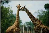 Giraffen=01=