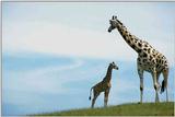 Giraffen=-2=