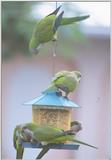 Ladies Tea Time (More Monk Parakeets) - GirlsTeaTime.jpg