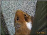 Meerschweinchen - Guinea Pigs 25/28