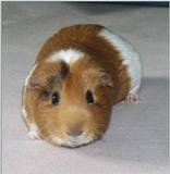 Meerschweinchen - Guinea Pigs 26/28