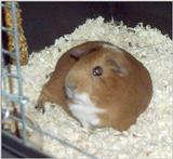 Meerschweinchen - Guinea Pigs 28/28