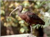 Glossy Ibis - Plegadis falcinellus