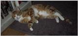 Goblin and Fluffernutter (cats)
