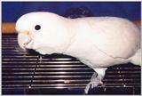 Goffin's Cockatoo