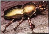 gold Beetle