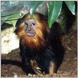 golden headed lion tamarin