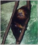 golden headed lion tamarin 2