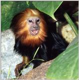 golden headed lion tamarin 3