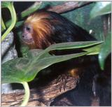 golden headed lion tamarin 4