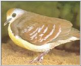 Re: Looking for pictures of DOVES!! -- Golden-heart Dove