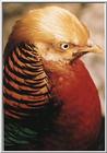 Golden Pheasant