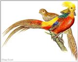 Golden Pheasant48-Art by Hermann Fey-Scan by Reiner Richter.jpg