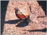 Golden Pheasants