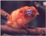 golden lion tamarin