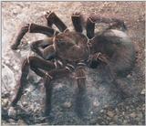 Re: Please post big hairy spider pictures